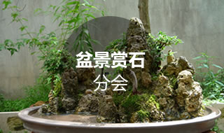 盆景赏石分会
